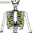 Skeleton Quiz