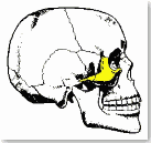 Human Skull