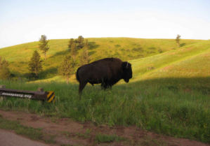 buffalo