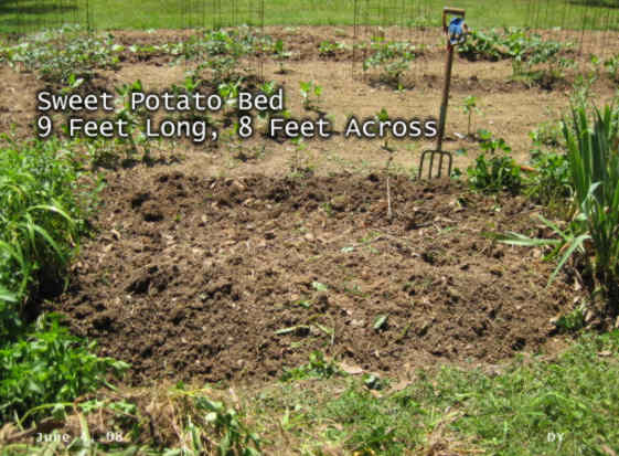 sweet potato bed