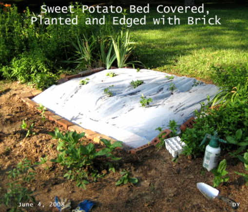 sweet potato bed