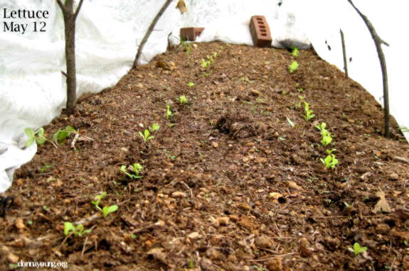 seedlings