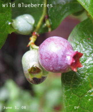 blueberries