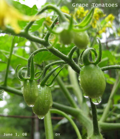 grape tomatoes