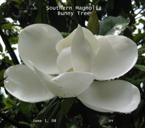 magnolia