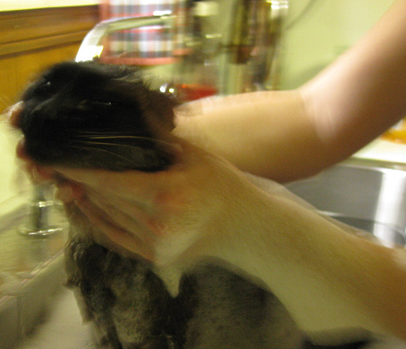 cat in bubble bath