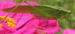 fork-tailed bush katydid 