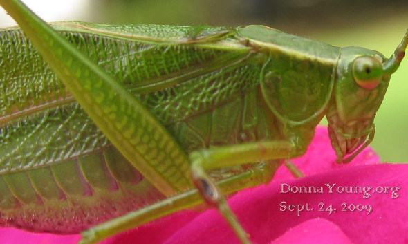 fork-tailed bush katydid 