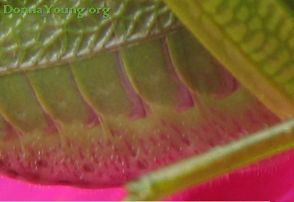 fork-tailed bush katydid 