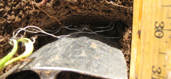 planting the leeks