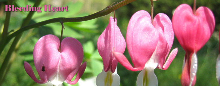 bleeding heart blooms