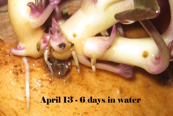 sweet potato rooting in water