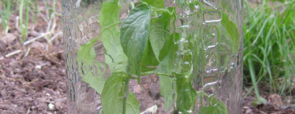 peppers under jar