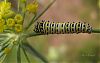 black swallowtail caterpillar