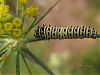 black swallowtail caterpillar