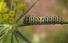 black swallowtail caterpillar