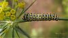 black swallowtail caterpillar