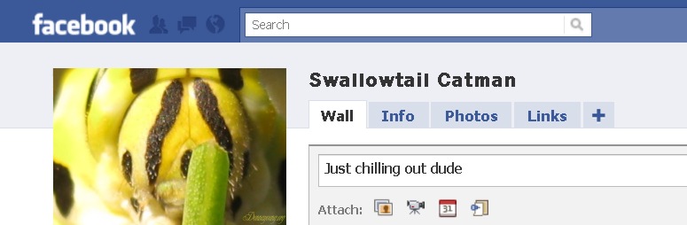 eastern black swallowtail caterpillar facebook profile photo