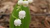 black swallowtail caterpillar