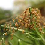 Spiders on Rosemary 1.25