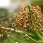 Spiders on Rosemary 1.60