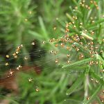 Spiders on Rosemary 1.25