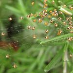 Spiders on Rosemary 1.60