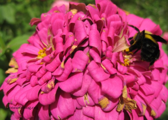 bee on zinnia