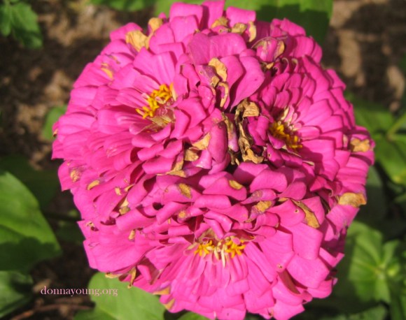 3-headed zinnia