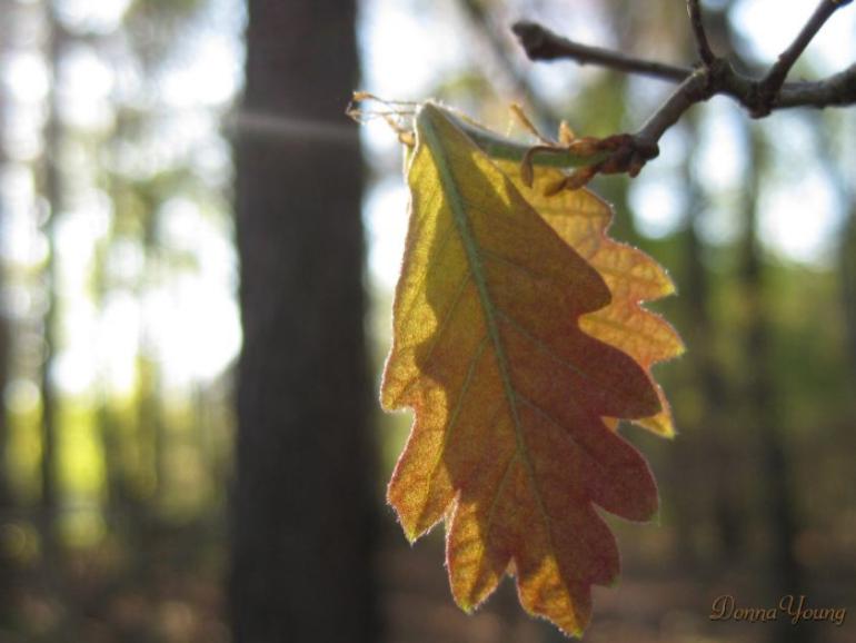 4-17-09-leaves