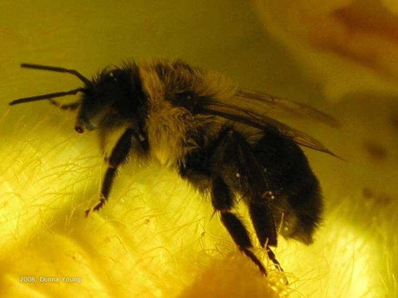 Bumblebee in Zucchini Blossom