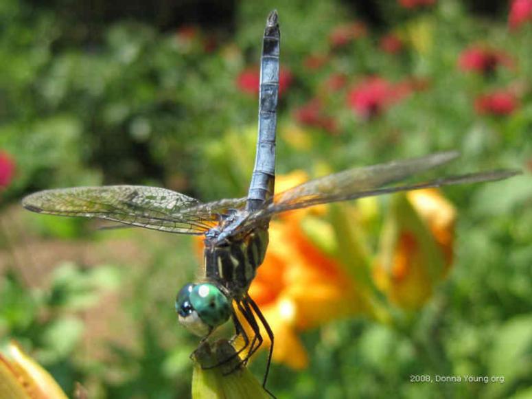 Blue Dragonfly