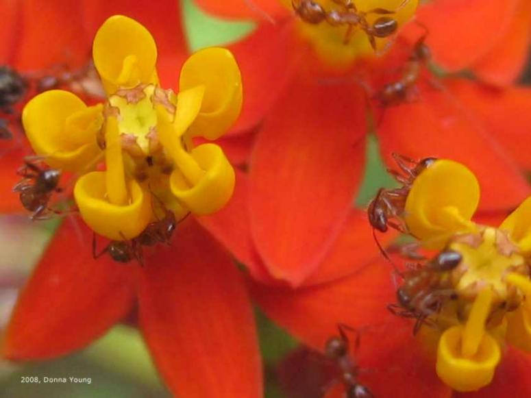 milkweed