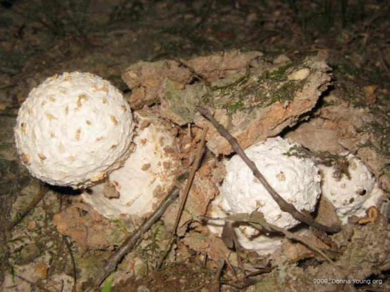 mushrooms breaking out