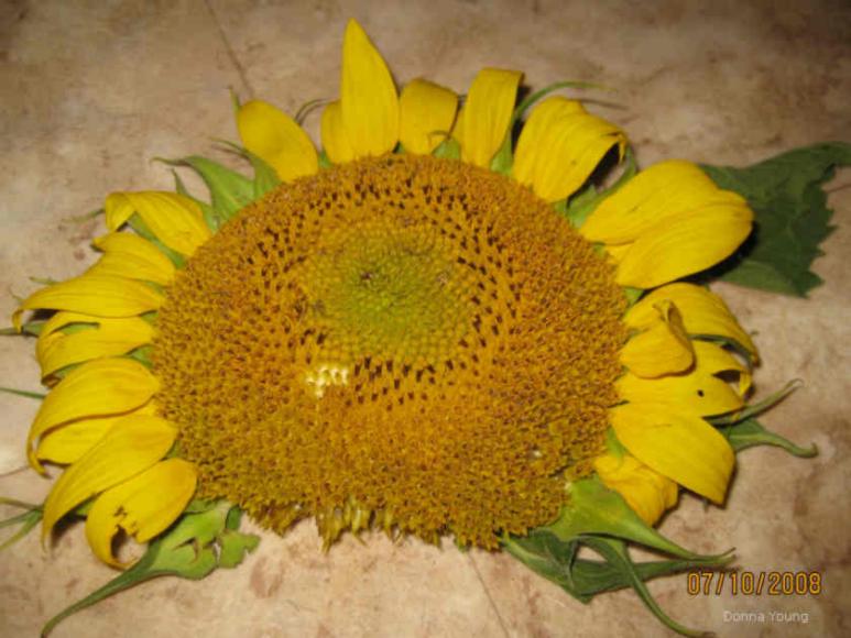 Sunflower