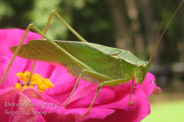 fork-tailed bush katydid