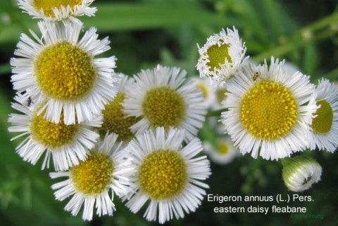 Erigeron annuus