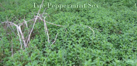 Peppermint Sea