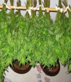 hanging mint to dry