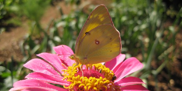 Colias eurytheme