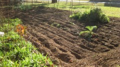 November- Garden Tilled