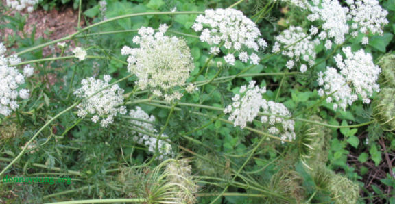 Carrots blooming