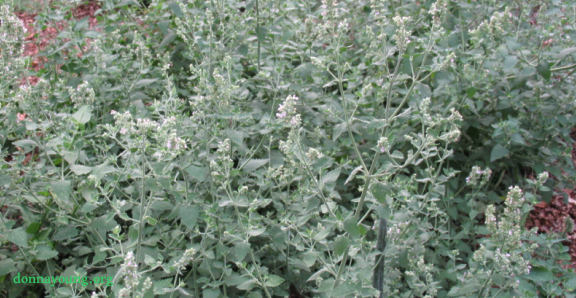 Catnip