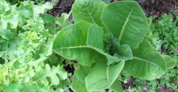 Lettuce