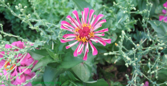 Zinnia