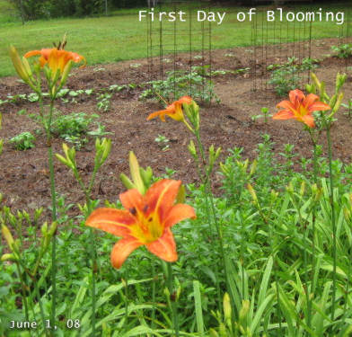 Daylilies June 1