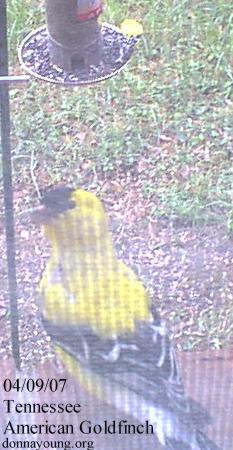 American Goldfinch