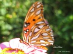 Gulf Fritillary