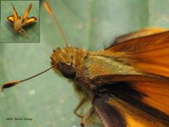 Zabulon Skipper