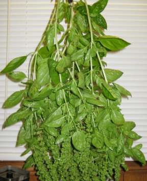 basil bunch